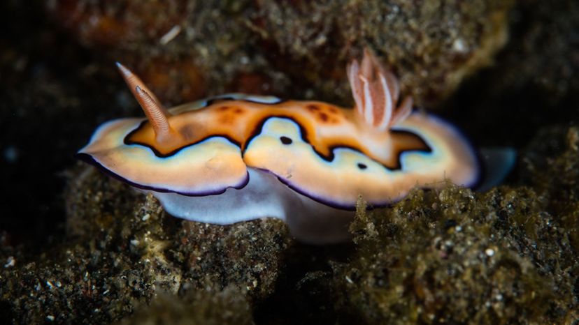 Nudibranc