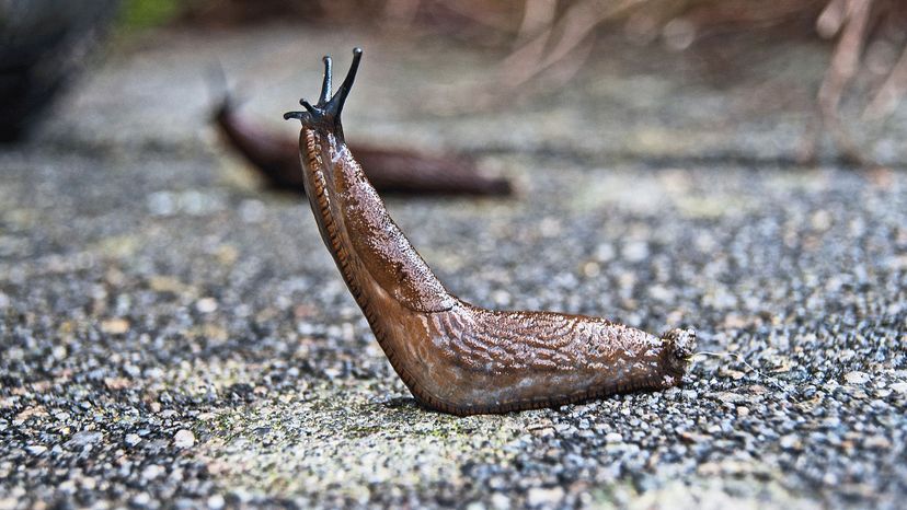 Slug