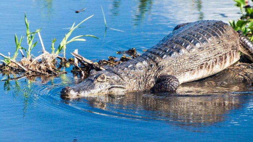 Yacare Caiman