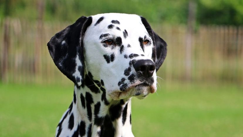 Dalmation