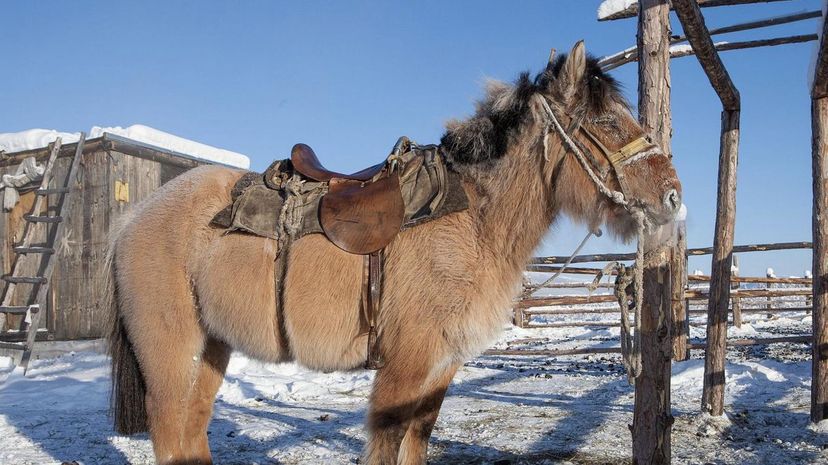 Yakutian Horse