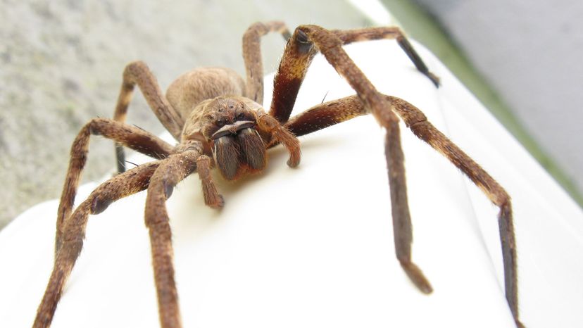 Huntsman Spider