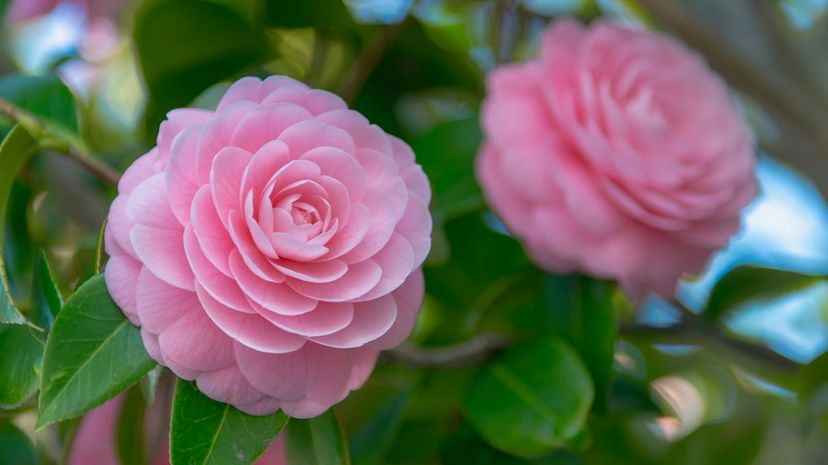 8 Camellia