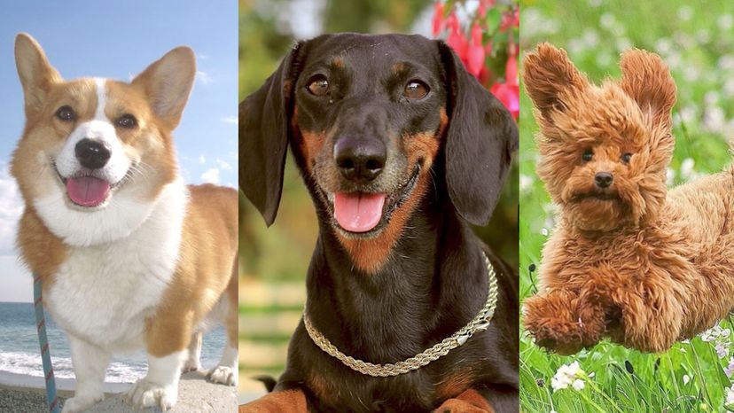 Hey Dog Lovers! Can You Name the Breed From a Single Sentence?