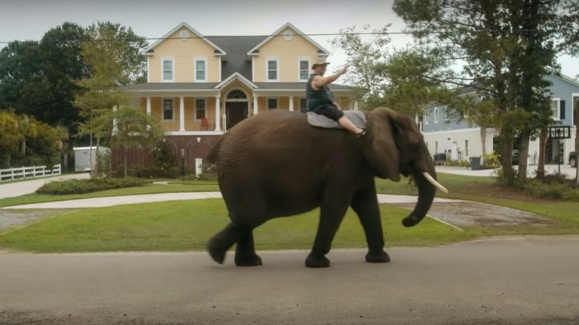 2-Doc On Elephant