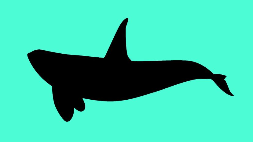 orca