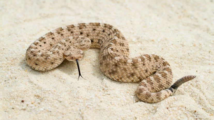 Crotalus Cerastes