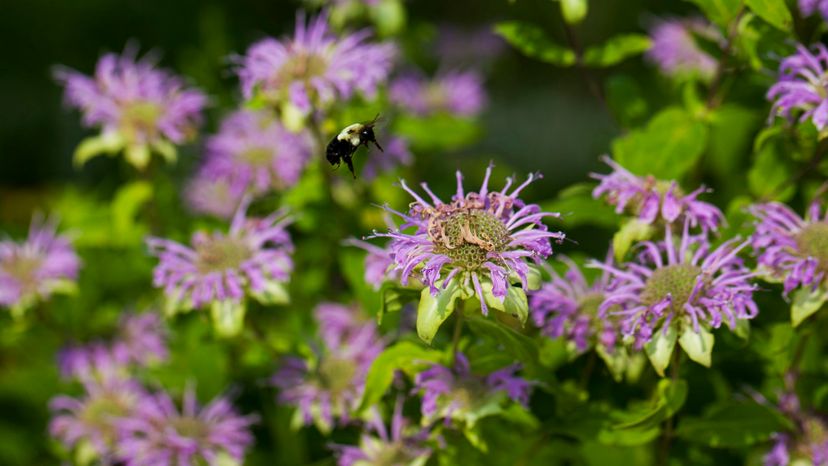 Bergamot