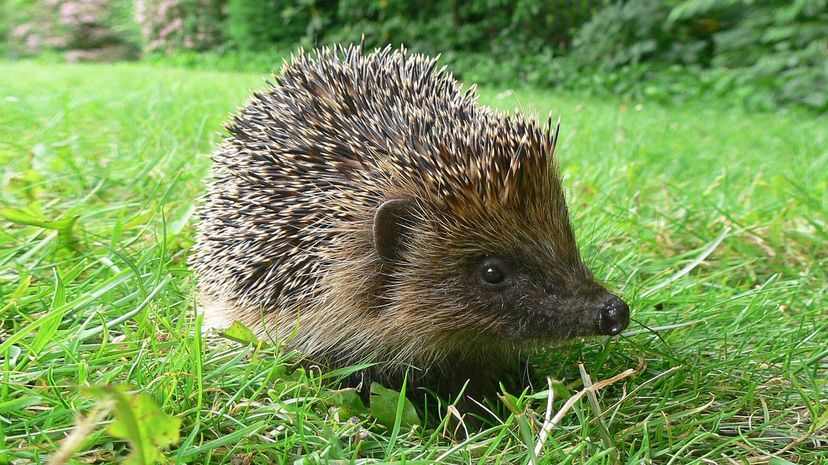 Hedgehog