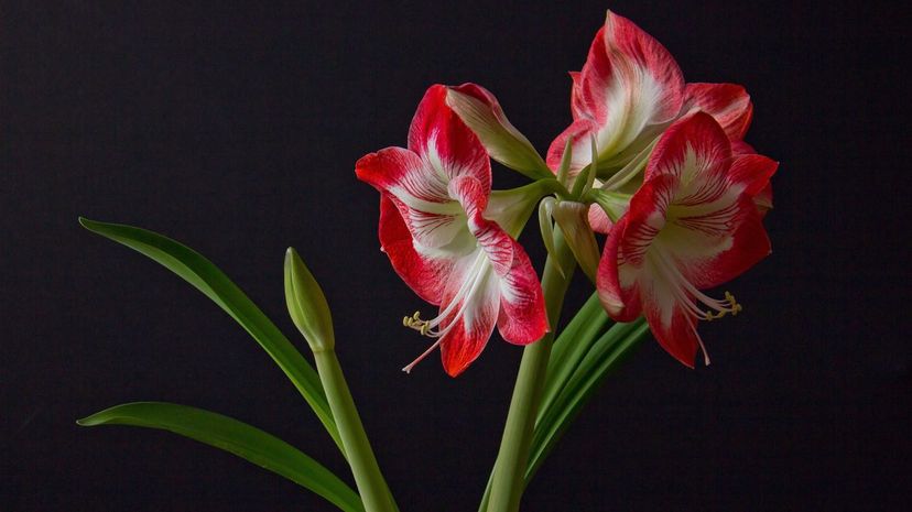 10 Amaryllis