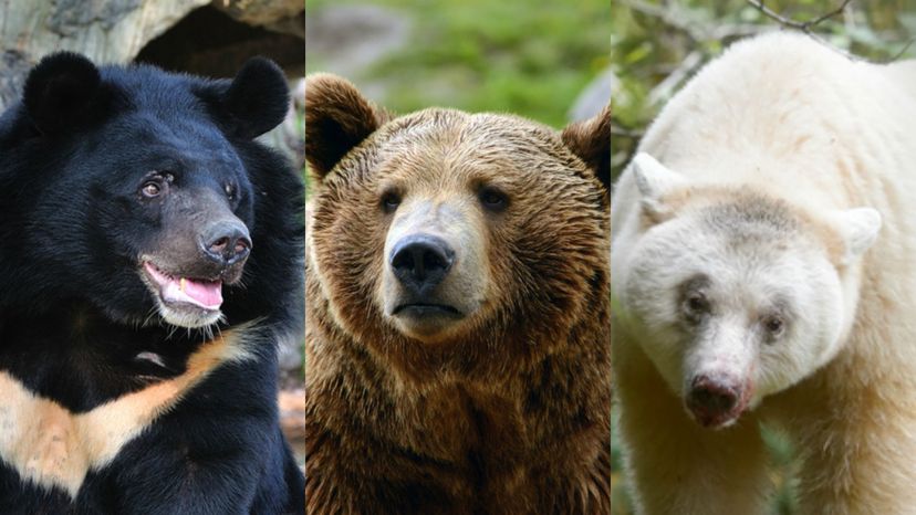What Type of Bear Are You?