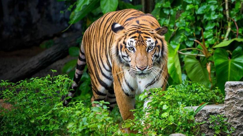 Sumatran tiger