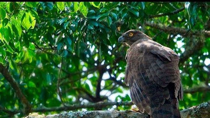 Madagascar serpent-eagle