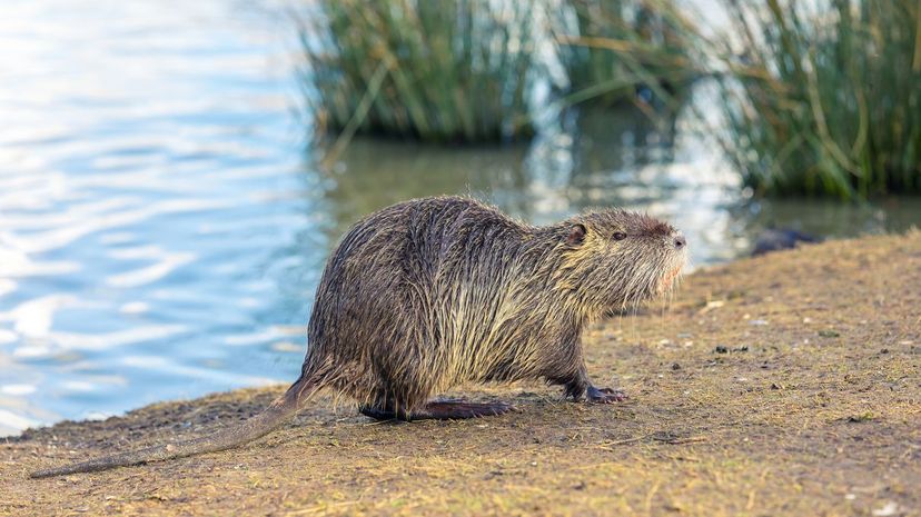 Nutria