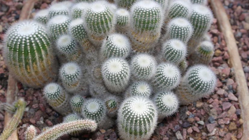 Silver Ball Cactus