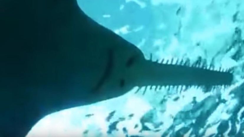 Common Sawfish