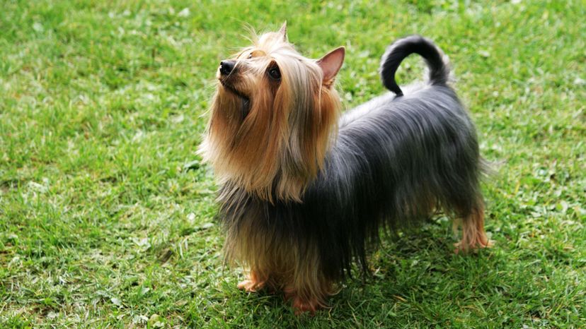 26 Silky Terrier GettyImages-144329703