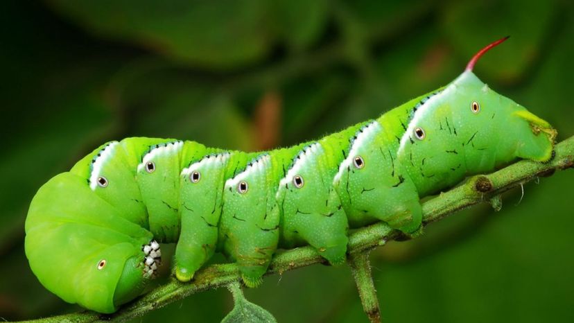 tomato hornworm