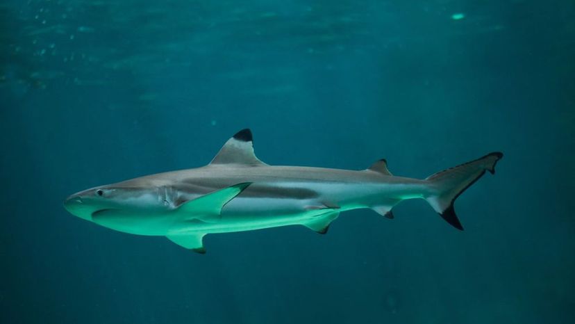 Blacktip reef shark