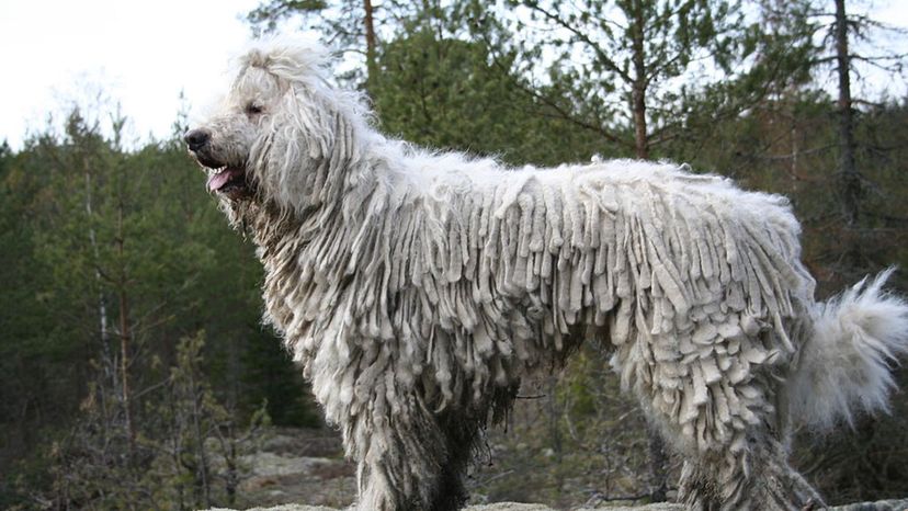 Komondor