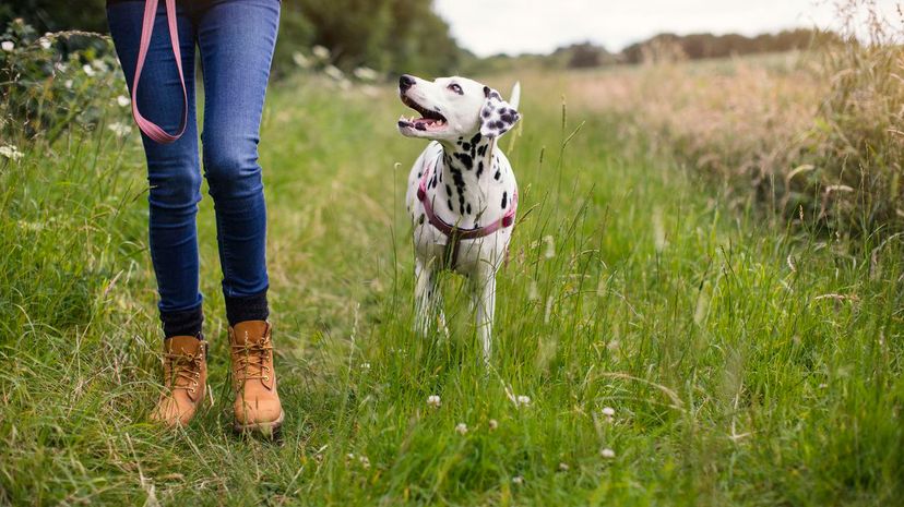 Dog off leash