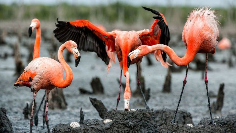 Caribbean Flamingo