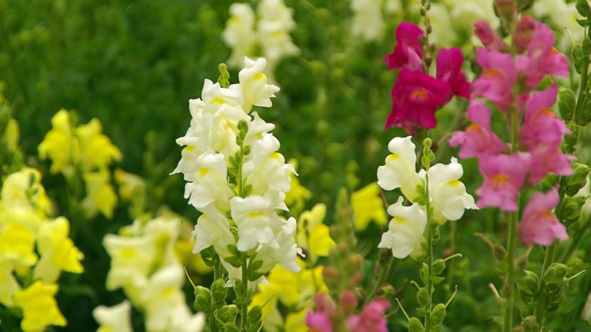 colorful snapdragons