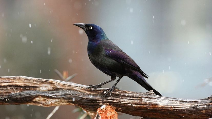 Common grackle