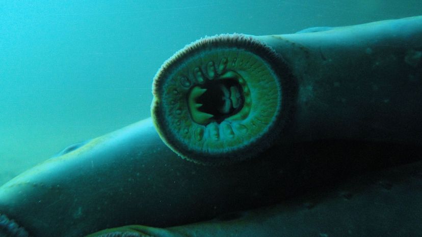 Pacific lamprey