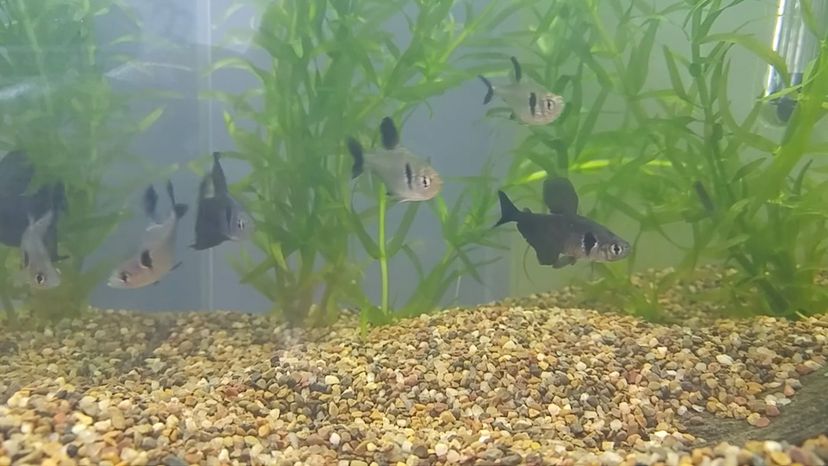 Black Phantom Tetra