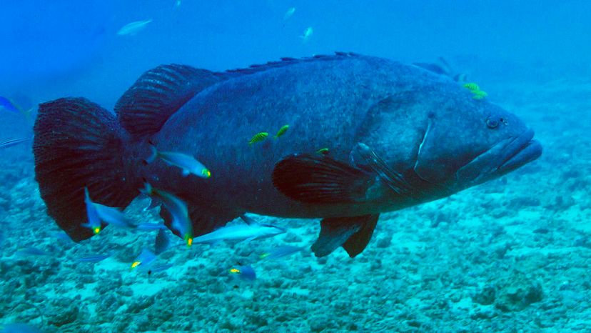 Grouper giant