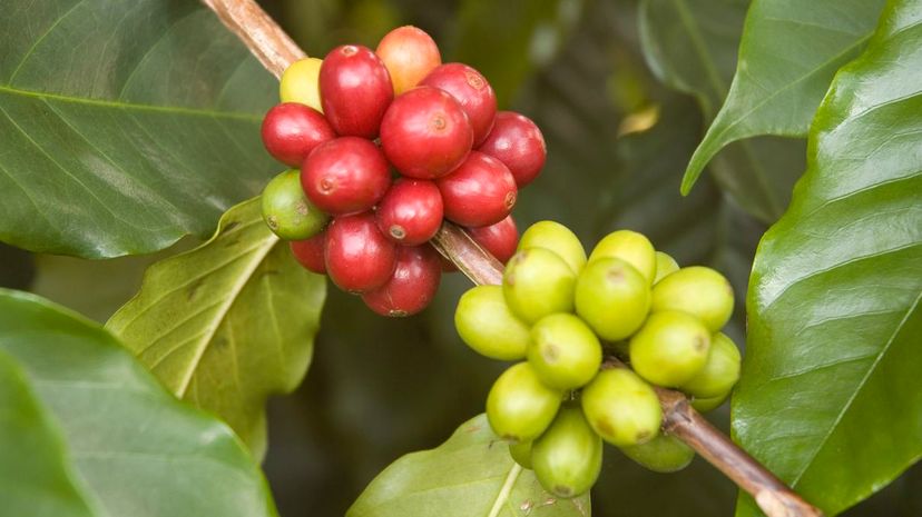Kona coffee beans on bush