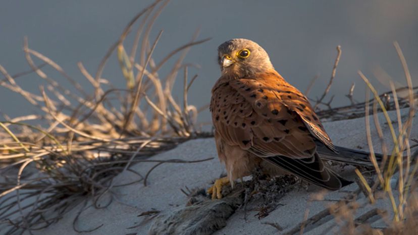 Rock Kestrel