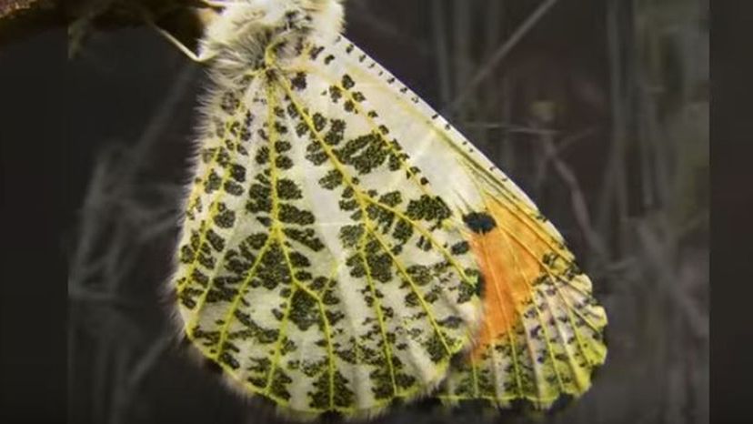 Sara Orange-Tip