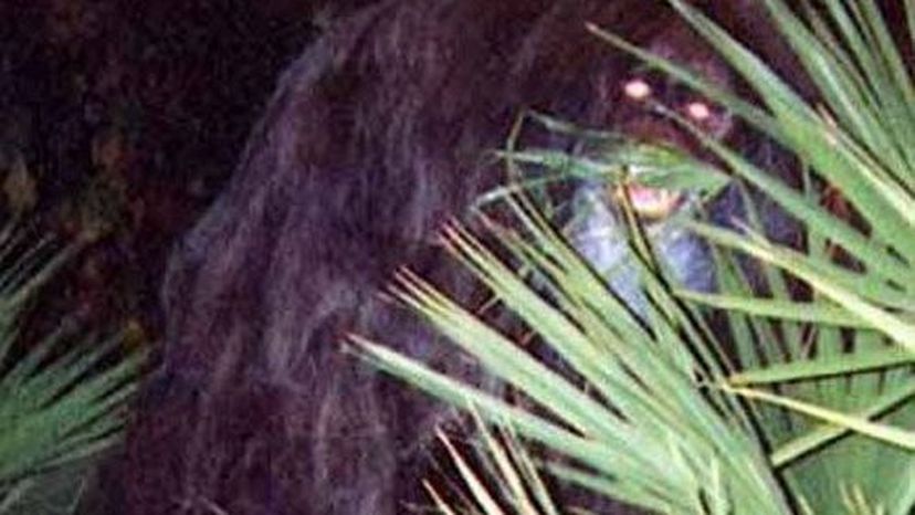 Skunk Ape