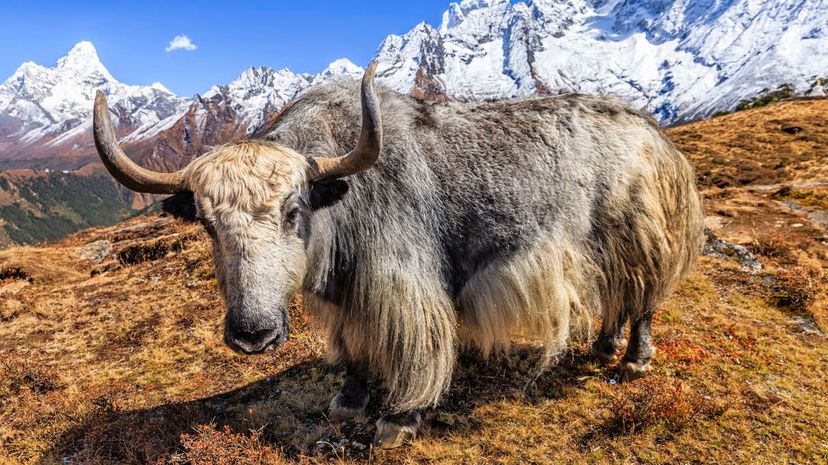 Yak