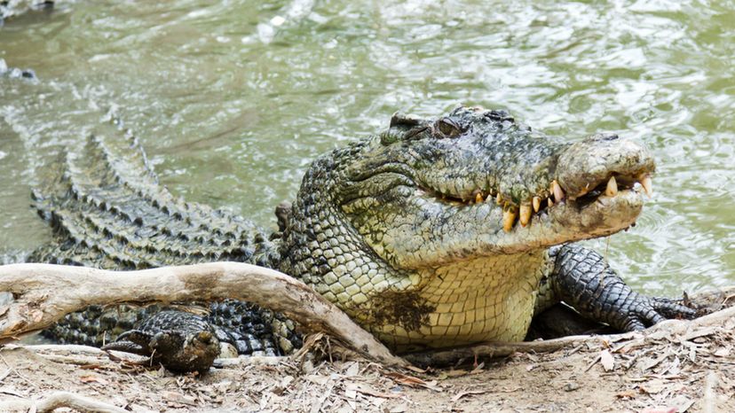 Saltwater Crocodile