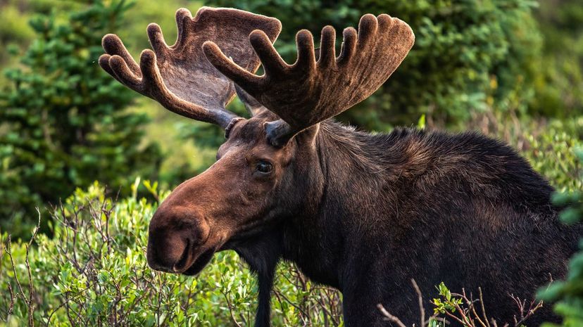 Moose