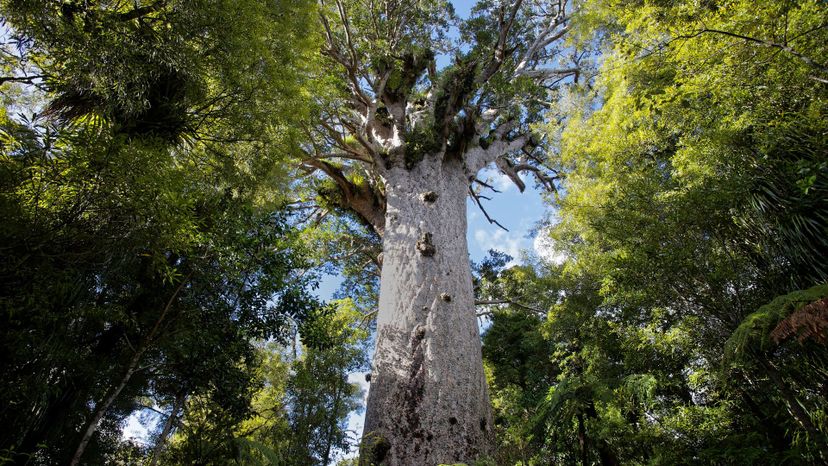 30 Agathis australis GettyImages-838457824