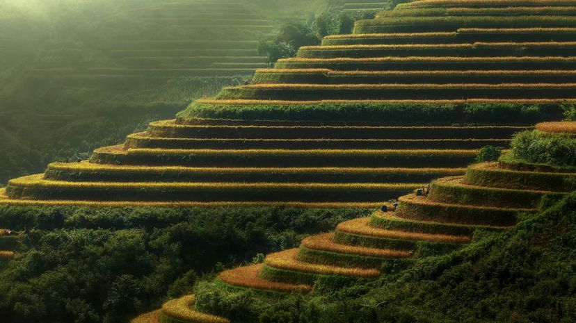 Terraced Rice Fields