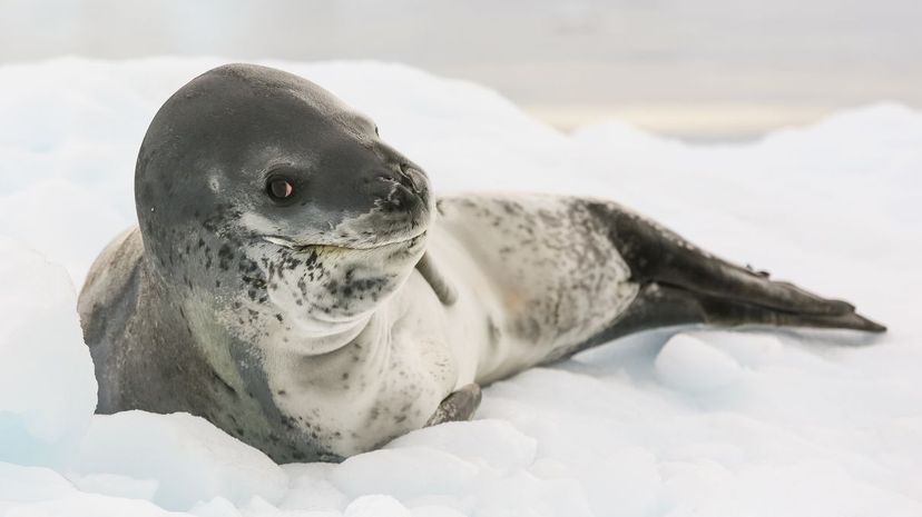 A leopard seal