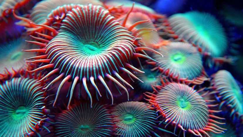 Anemone Do You Know Which Phylum These Animals Belong To 39