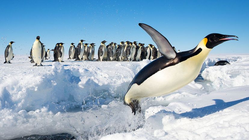 Emperor Penguin