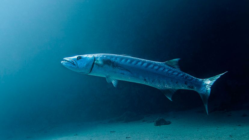 Barracuda