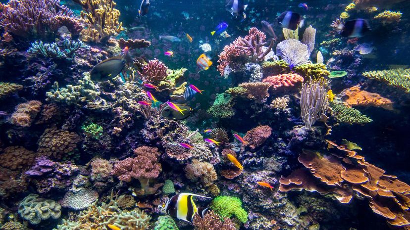 Underwater Coral Reef