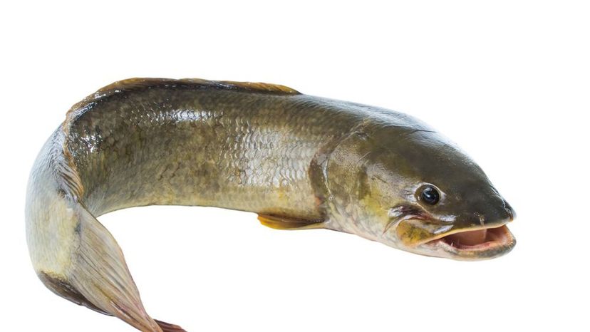 Bowfin