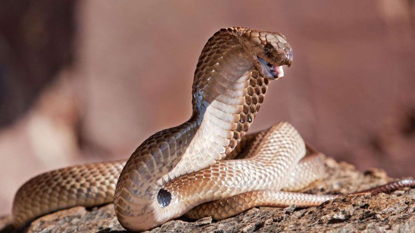 Este quiz de identificação de cobras venenosas é realmente difícil