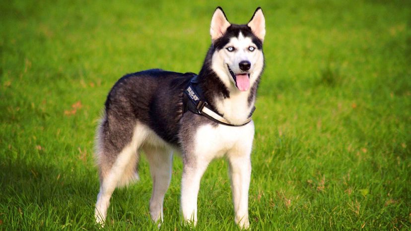 Siberian husky