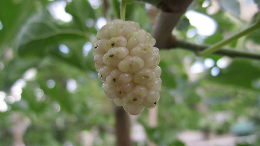 White Mulberry