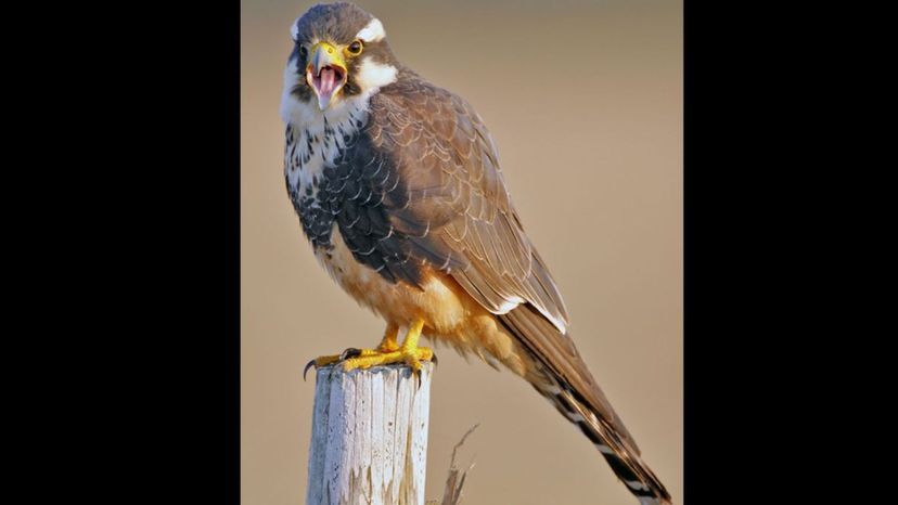 Aplomado Falcon